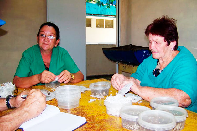 María Caridad a la izquierda en la foto e Isaida en plena labor en el Centro de Reproducción de Entomófagos y Entomopatógenos, de Labiofan, en Cienfuegos. Foto: Efraín Cedeño