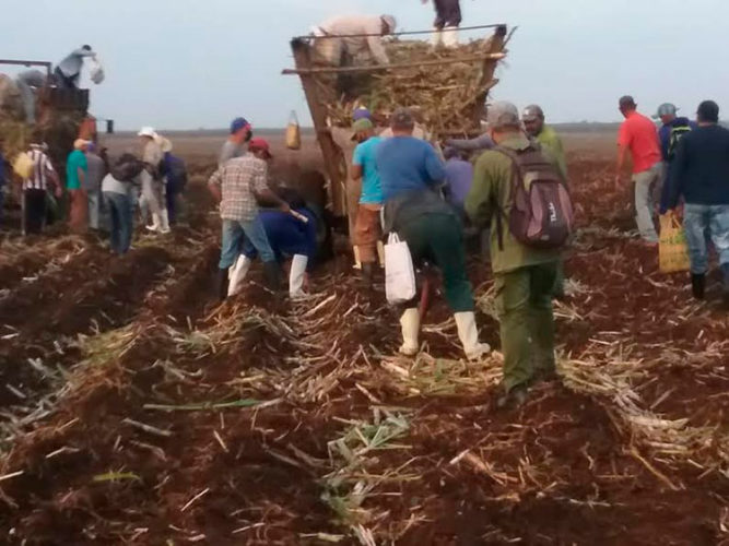 Con la movilización de 200 trabajadores en la siembra de caña inicio en Camagüey la jornada de celebración por el Día de los Trabajadores. Foto: Dadeimi Luis Quintana