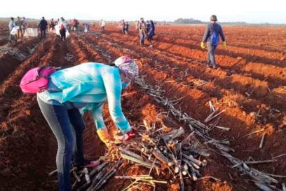 Motivaciones en surcos por un 1ro de Mayo
