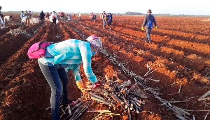 Prioridad para la siembra de caña en Ciego de Ávila. Foto Neudel Quintero Matos