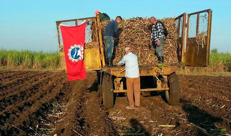 Cientos de cienfuegueros se movilizaron en todos los municipios a la siembra de caña y otras actividades productivas. Foto: Lázara Barrera