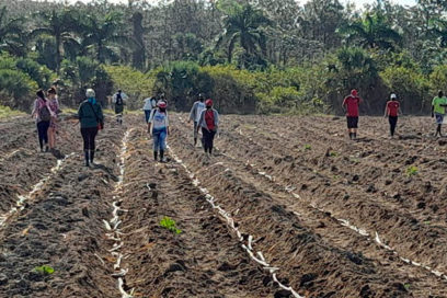 Isla de la Juventud: Convocan al Primero de mayo en labores de siembra de alimento animal