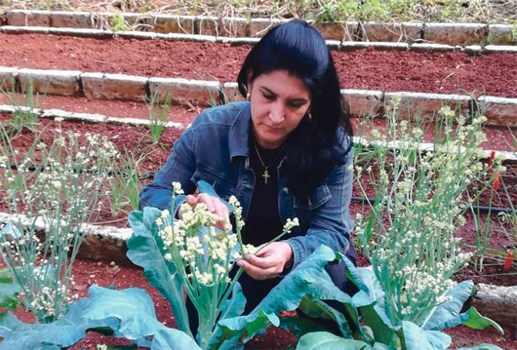 Entre los híbridos de tomate están las neuronas de Yanisbell. Foto: Cortesía de Yanisbell Sánchez Rodríguez