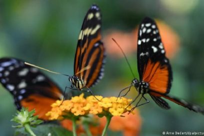 Acciones humanas originan amenaza global sobre los insectos