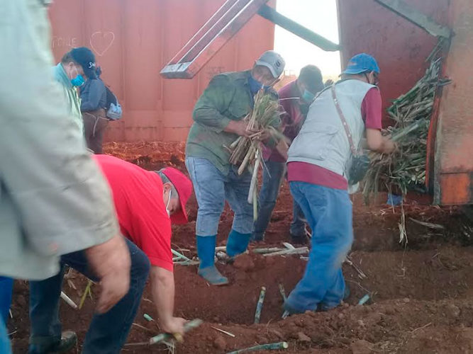Con el significativo aporte a la producción de alimentos cada domingo Artemisa desarrollo trabajos voluntarios en saludo al Día Internacional de los Trabajadores. Foto: Archivo Yudaisis Moreno Benítez