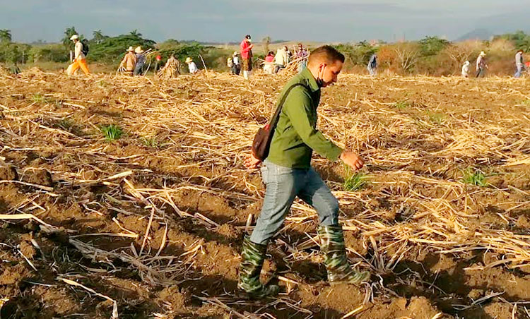 Los espirituanos amanecieron al pie de surco este domingo. Foto: CTC Sancti Spíritus