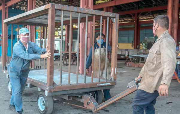La fabricación de las carretillas portaequipajes que requieren los aeropuertos es otro renglón que sustituye importaciones e incrementa las ventas en beneficio del colectivo. Foto: Heriberto González Brito