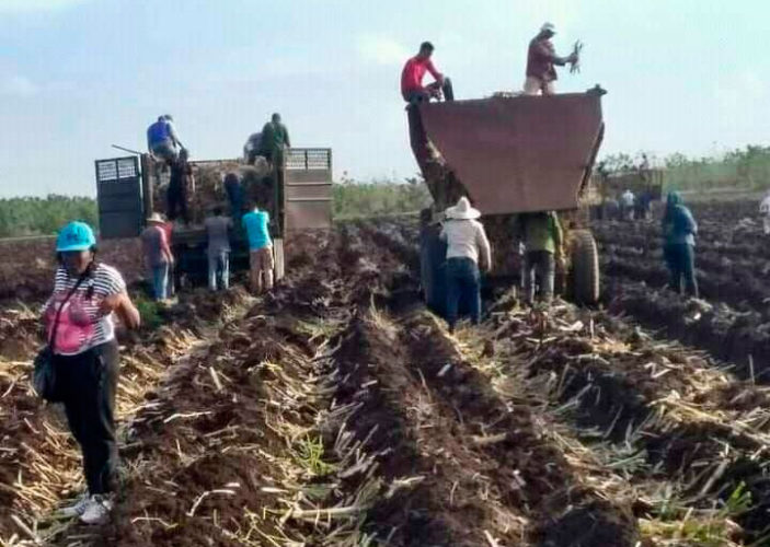 Dirigentes sindicales y trabajadores se movilizaron voluntariamente hacia ka siembra de caña. Foto: CTC-Cienfuegos