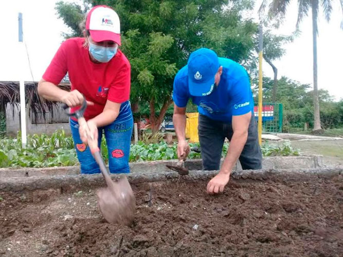 En el municipio de "Calixto García" se impulsaron tareas agrícolas. Foto: CTC