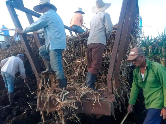 Los espirituanos apoyan la producción de alimentos y la siembra de caña. Foto: Yuleiky Obregón Macías