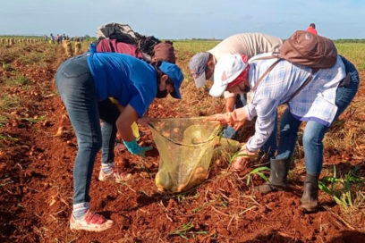 Paperos avileños saludan fiesta proletaria