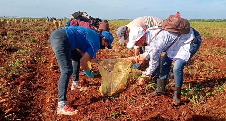 Agricultores y sindicalistas avileños saludaron este domingo el 1ro de mayo en la cosecha de papa. Foto Yanara Quintero