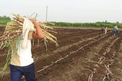 Zafra azucarera: salvar es igual a urgencia