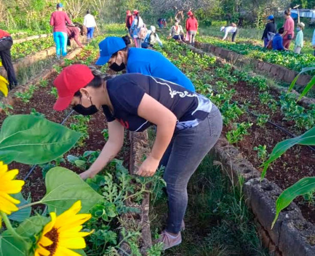 Avileños se movilizaron este domingo hacia tareas de la producción de alimentos, en homenaje al Primero de Mayo. Foto: Sulema Véliz Pina