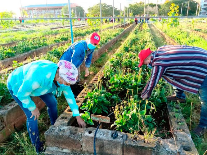 La actividad productiva provincial programada por la Central de Trabajadores de Cuba, se dedicó a las atenciones a hortalizas en organopónicos. Foto: Sulema Véliz Pina