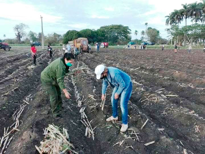 Desde diferentes áreas los trabajadores camagüeyanos contribuyen con la siembra de alimentos y de caña. Foto: Cortesía de la CTC Camagüey