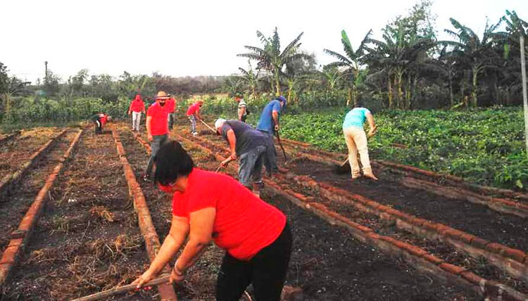 La Agricultura Urbana es uno de los escenarios elegidos para impulsar la producción de hortalizas y condimentos frescos. Foto: Cortesía Danuris Ortiz