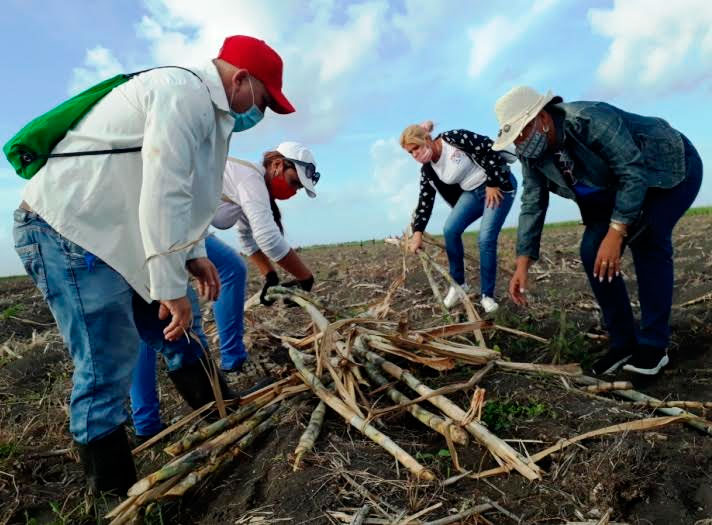 Sembrando victorias en los campos cañeros de la UBPC San Miguel. Foto: Jorge Pérez Cruz