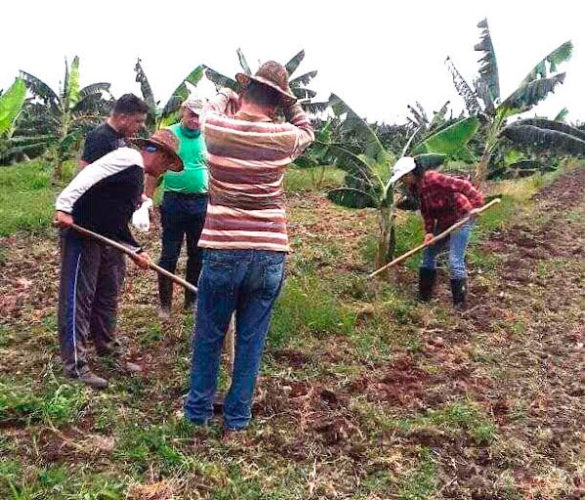 Los movilizados apoyaron las atenciones culturales a las plantaciones de plátano. Foto: Cortesía Danuris Ortiz