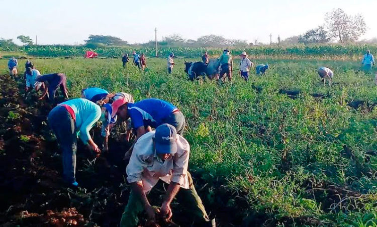 Los trabajadores de La Sierpe apoyaron la cosecha de una hectárea de papa en la Unidad Empresarial de Base Las Nuevas. Foto: Cortesía de la CTC en Sancti Spíritus