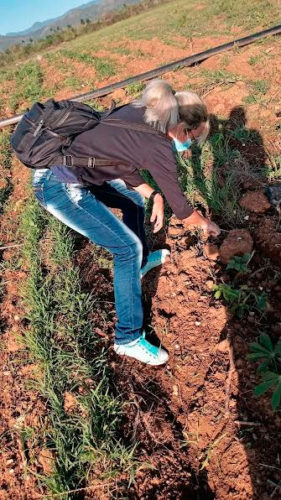 “Hoy nos fuimos de trabajo voluntario los trabajadores del Ministerio de la Comunicaciones en Sancti Spíritus”, expresó Miladys González, trabajadora de ETECSA en la provincia. Foto: Cortesía de la CTC en Sancti Spíritus