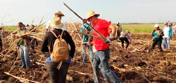 Tareas vinculadas con la zafra son de las que se benefician con las jornadas voluntarias previas al 1 de mayo. Foto: Orlando Amaro