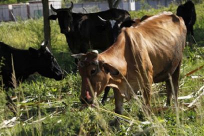 Acicates y prioridades de la producción de alimentos