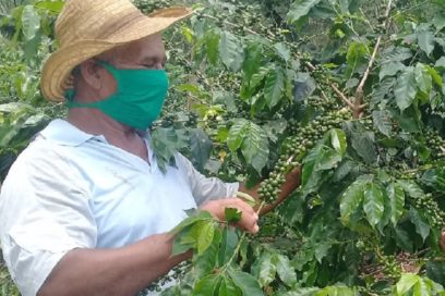 Celebraciones de vanguardia en el cafetal