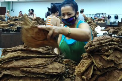 Cultivando la vida 23: Potenciar el aroma (Especial)