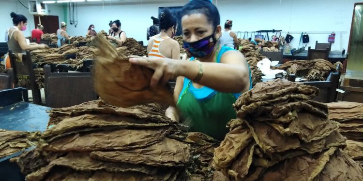 Defender la calidad de la hoja es primordial en la unidad de escogida del avileño municipio de Venezuela. Foto: José Luis Martínez Alejo