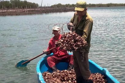 Pescadores tuneros con la ciencia viento en popa y a toda vela (+Fotos)