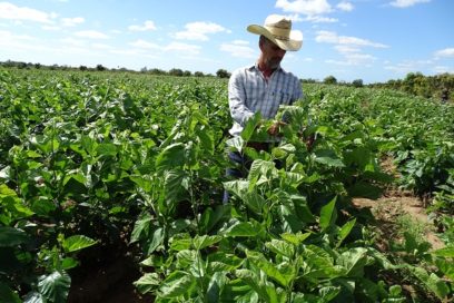 Montos para inversiones agropecuarias deberán tributar a más alimentos