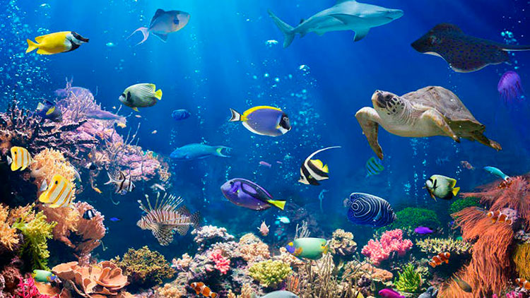 Las especies marinas están cada vez más amenazadas por el calentamiento y el agotamiento del oxígeno de los océanos, afirman los científicos. Foto: Tomada de RTVE