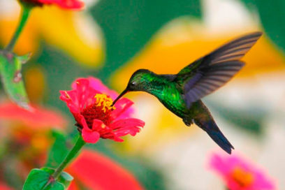 Alarmante disminución de la población mundial de aves