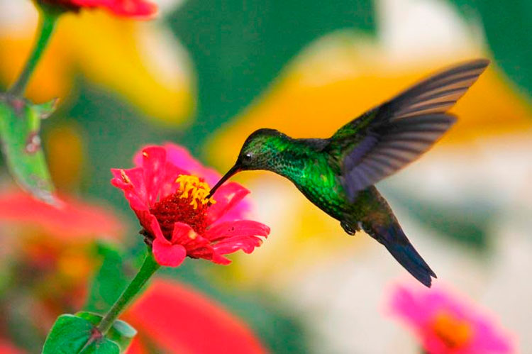 Mientras una cifra muy reducida de especies de aves del planeta (6 %) incrementa sus poblaciones, un número de especies ocho veces superior (48 %) sufre la disminución de sus poblaciones. Foto: Tomada de El Tiempo