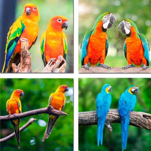 La mayor cantidad de especies de aves amenazadas se encuentra en los trópicos, precisamente la zona geográfica donde la diversidad aviar alcanza su punto máximo a nivel mundial. Foto: Tomada de Postposmo