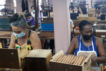 Defienden en Placetas el prestigio del Habano