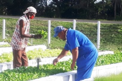 La otra cosecha de Suchel-Jovel