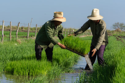Todo vale para no perder el grano: Cenizas, cascarilla…