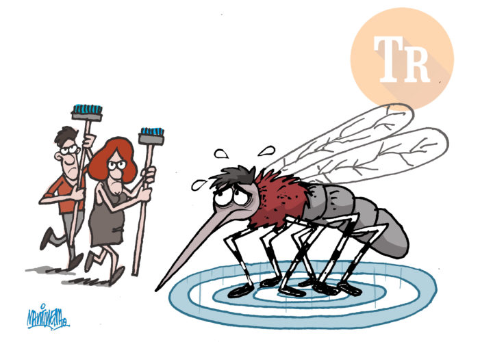 mosquito