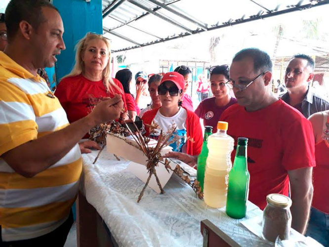 Estudiantes y trabajadores del Instituto Politécnico Industrial Oscar Alberto Ortega, de Delicias en Puerto Padre, contribuyen a la producción de alimentos. Foto: Jorge Pérez Cruz