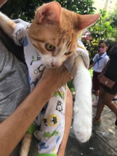 Lucas es un gato especial. Se arrastraba por el parque Trillo, en el Cerro, cuando fue reportado a través del activo sistema de redes sociales de Pasos. Allí lo encontró la voluntaria Laura María Ruano. A pesar de todos los cuidados y la atención veterinaria recibida, nunca conseguirá incorporarse y caminar como el resto de los felinos pues tiene afectaciones irreversibles en su médula espinal. Para los niños de la escuela primaria Unión Internacional de Estudiantes fue una gran lección conocer la historia de Lucas, quien enseguida se convirtió en la mascota favorita de todos. Foto: Patricia Espinosa Valdés.