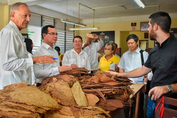 En la Empresa de Tabaco Torcido El Laguito, los visitantes conocieron de la tercera fermentación, tradición campesina recuperada en esta fábrica y que permite disminuir los niveles finales de nicotina, alquitrán y otras sustancias nocivas. Foto: Alejandro Acosta Hechavarría