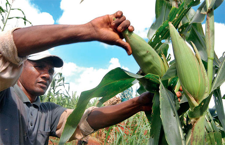 El maíz es deficitario como alimento humano y animal en el país. Foto: Osvaldo Gutiérrez