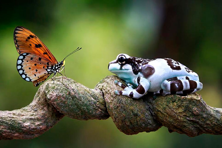 Un millón de especies de nuestra rica biodiversidad de animales y plantas se enfrenta a la extinción debido a la triple crisis planetaria. Foto: Tomada de Fundación Aquae