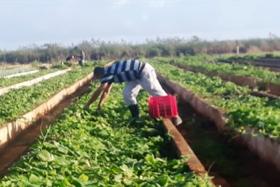 Se fortalece en Matanzas venta directa de productos agrícolas al turismo