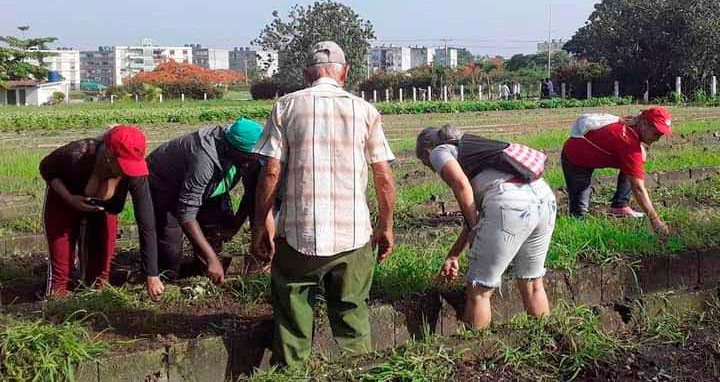 La recuperación de los canteros de la agricultura urbana urge ante el déficit de productos en cosecha por las pérdidas que provocaron las lluvias. Foto: Francisco Hernández Corrales