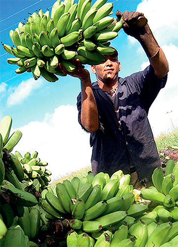 El plátano, de alta demanda popular, precisa mucha agua y fertilizantes. Foto: Luis Raúl Vázquez