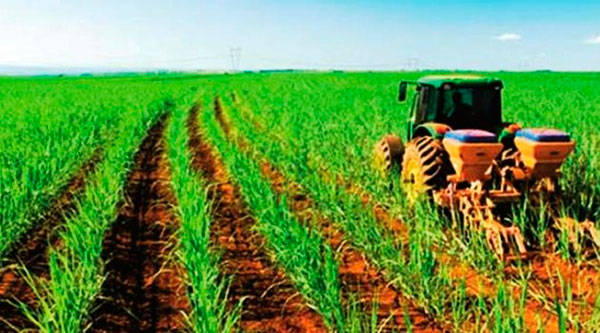 Aumentar la producción cañera resulta esencial para fabricar más azúcar y derivados. Foto: Periódico 5 de Septiembre