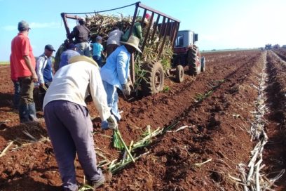 26 de Julio: #LatirAvileño en surcos